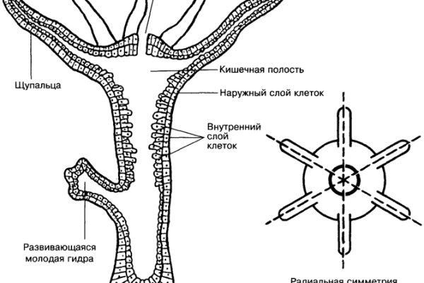 Кракен ссылка настоящая
