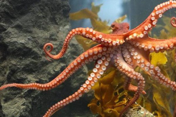 Kraken ссылка krakentor site